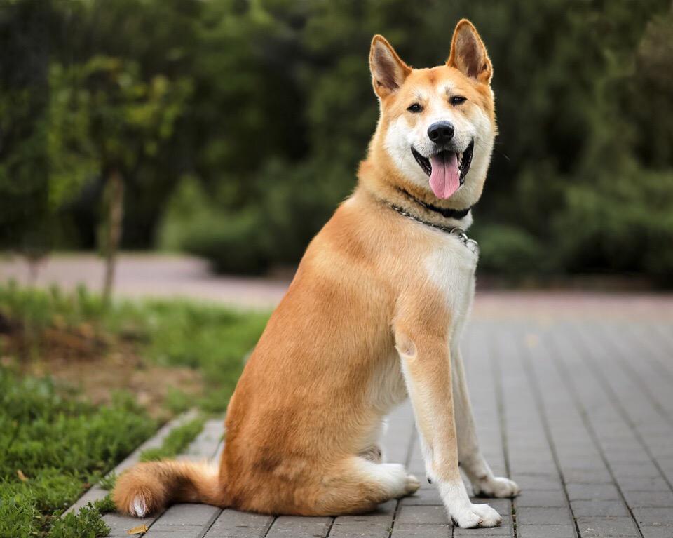 assurance chien Akita