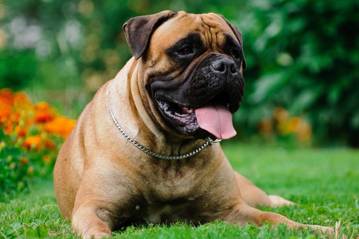 assurance chien Bullmastiff