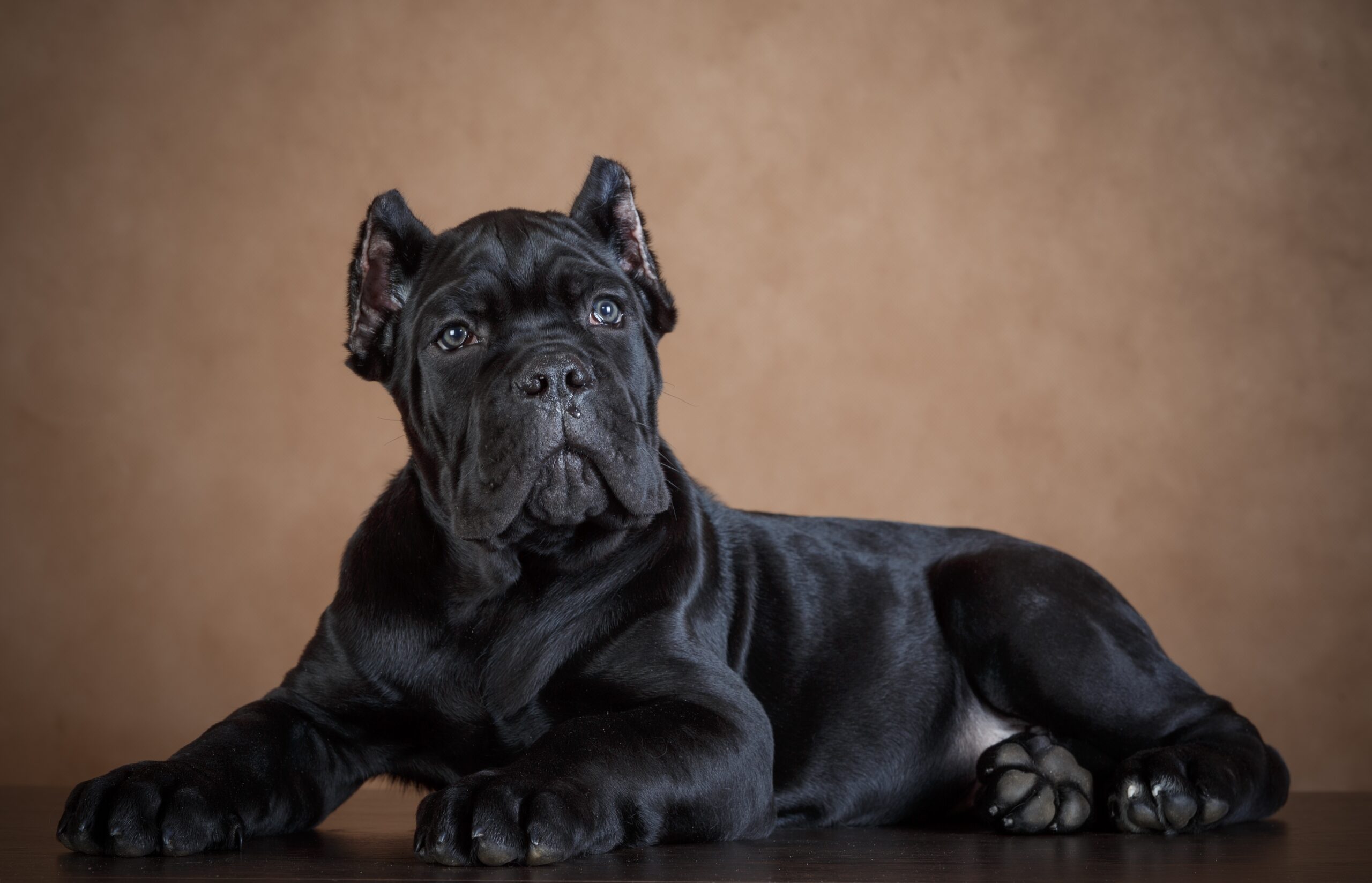 assurance chien Cane Corso