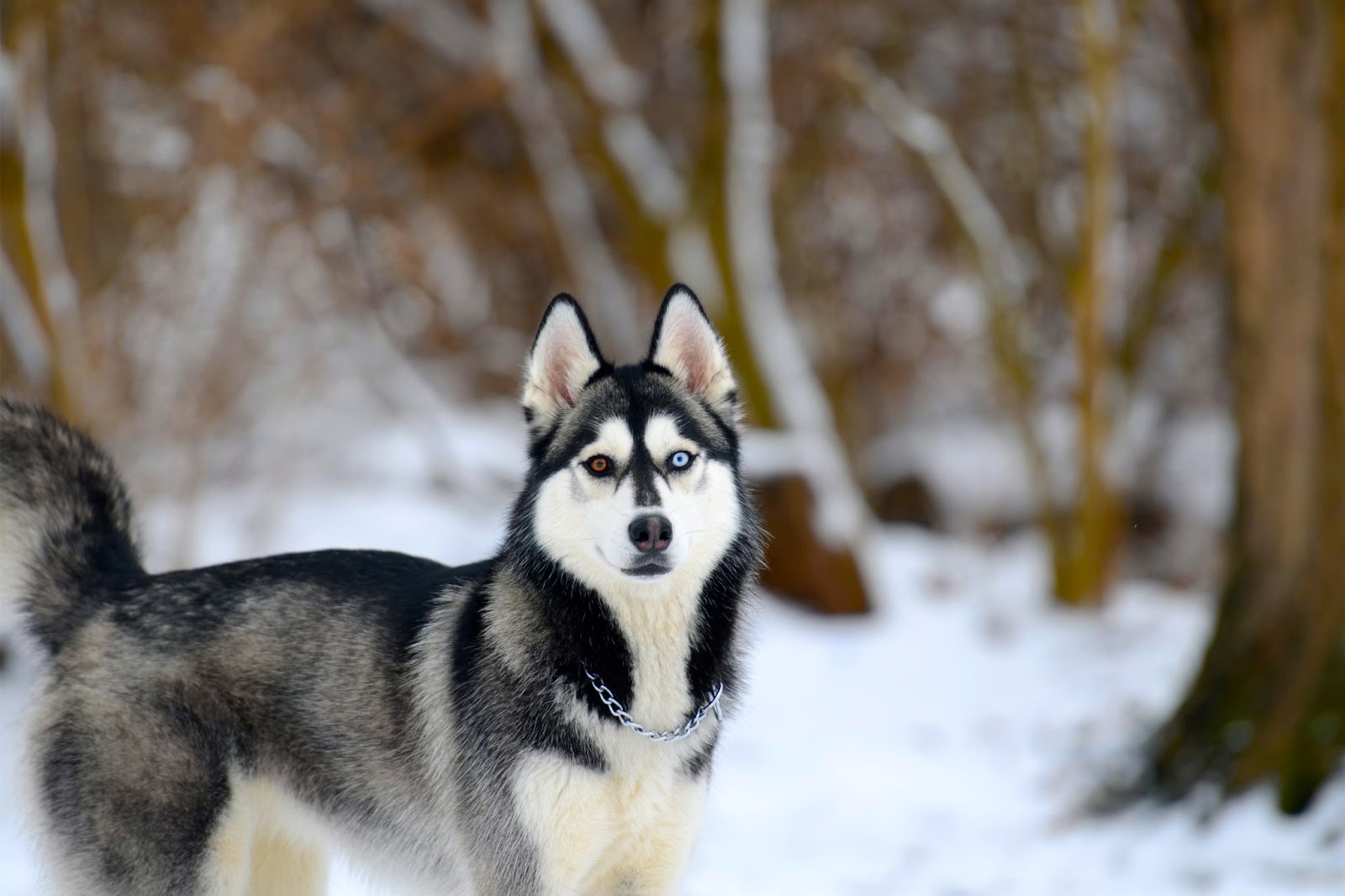 assurance chien Husky sibérien