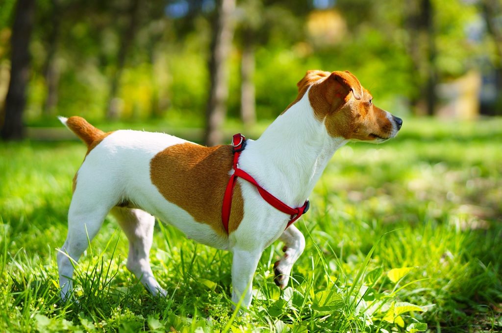 assurance chien Jack Russell Terrier