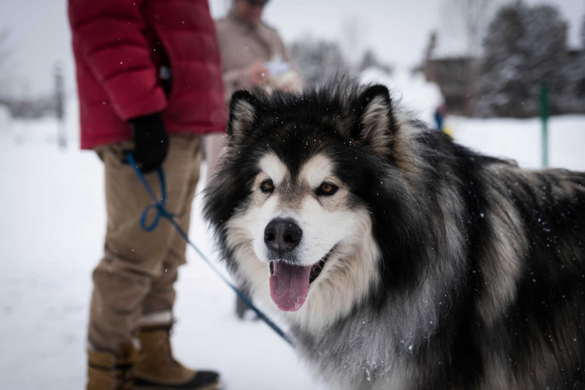 assurance chien Malamute d'Alaska