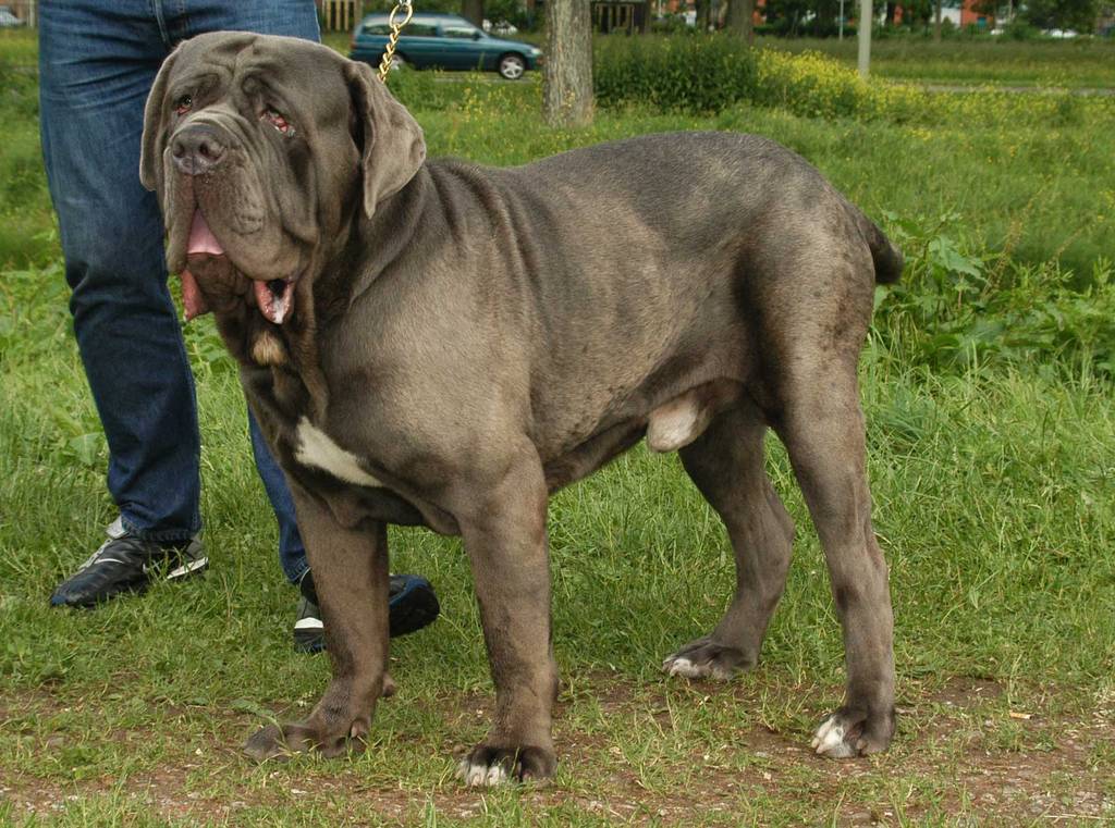 assurance chien Mastiff de Bandogge américain