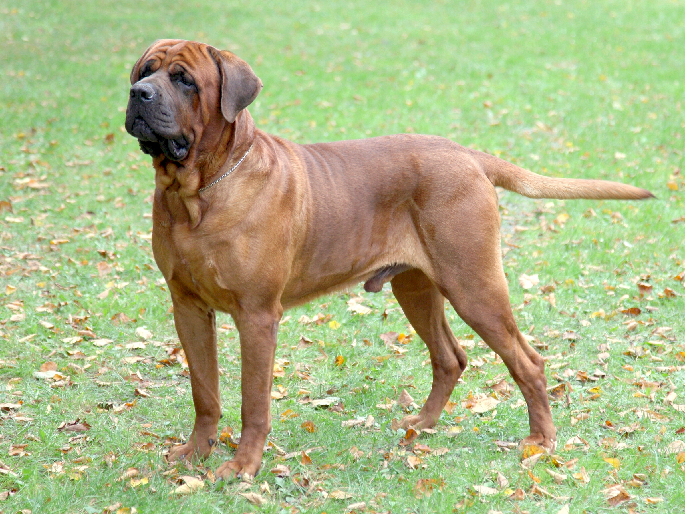 Mastiff japonais Tosa