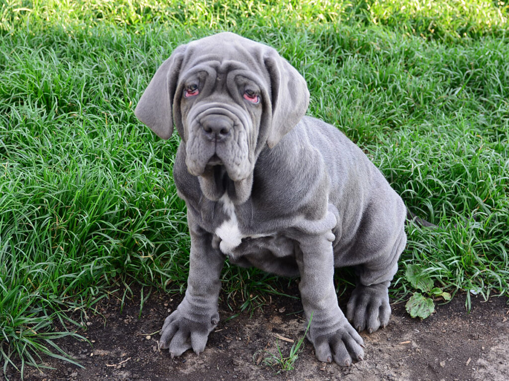 assurance chien Mastiff napolitain