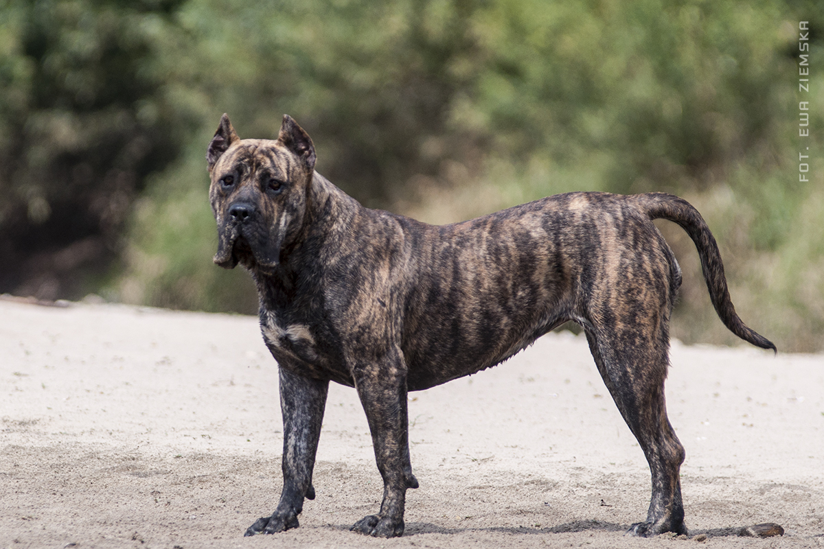 Presa Canario