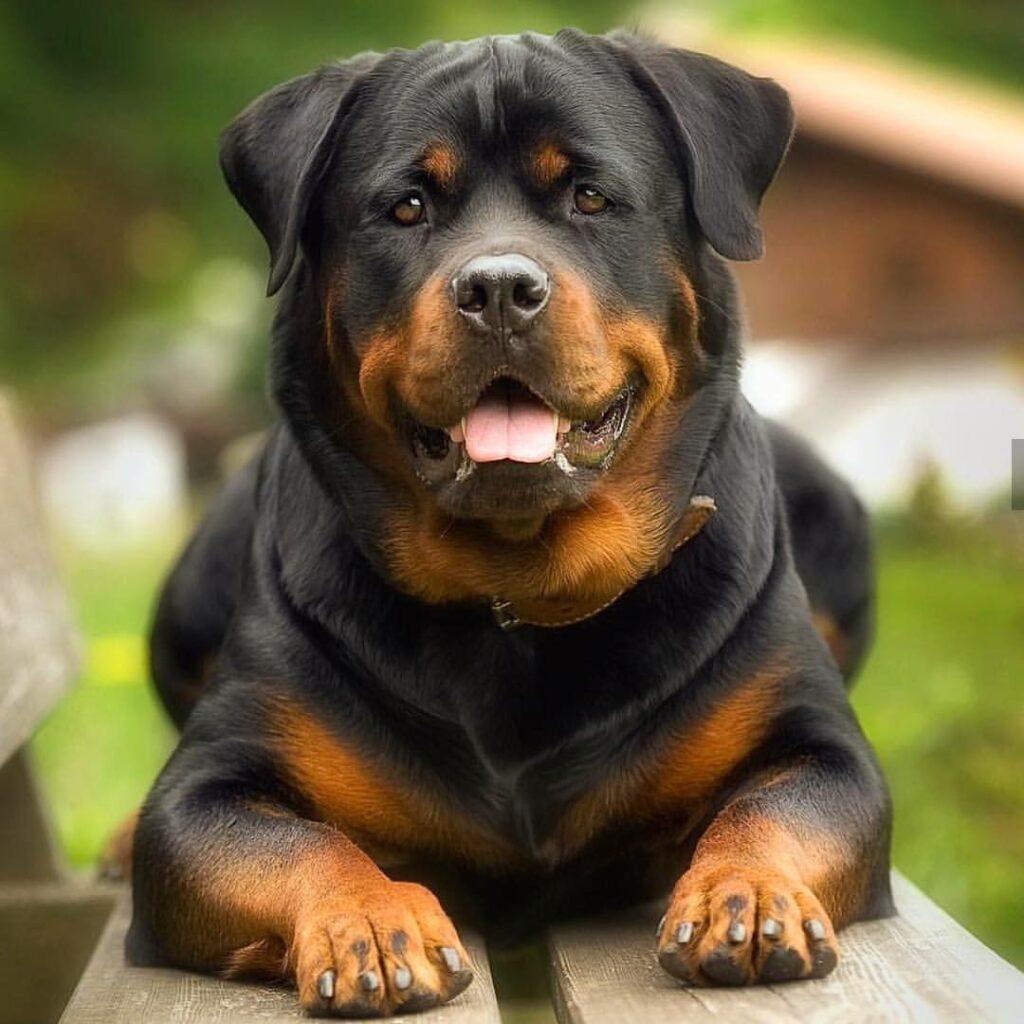 assurance chien Rottweiler