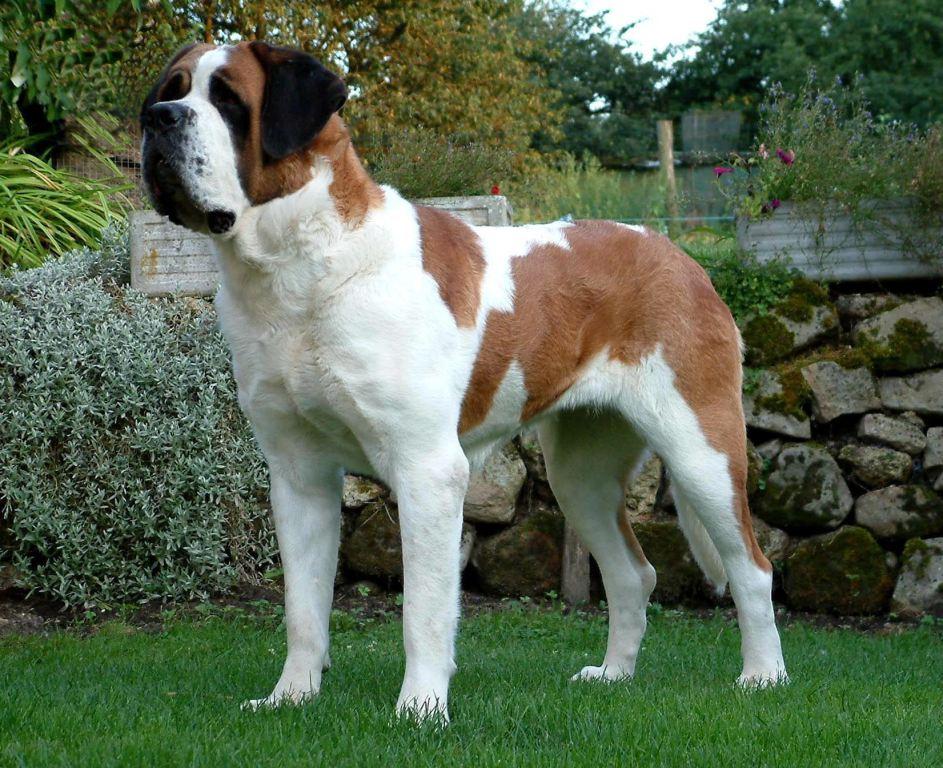 assurance chien Saint-Bernard