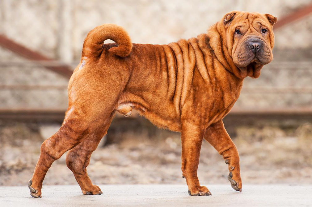 assurance chien Shar-Pei