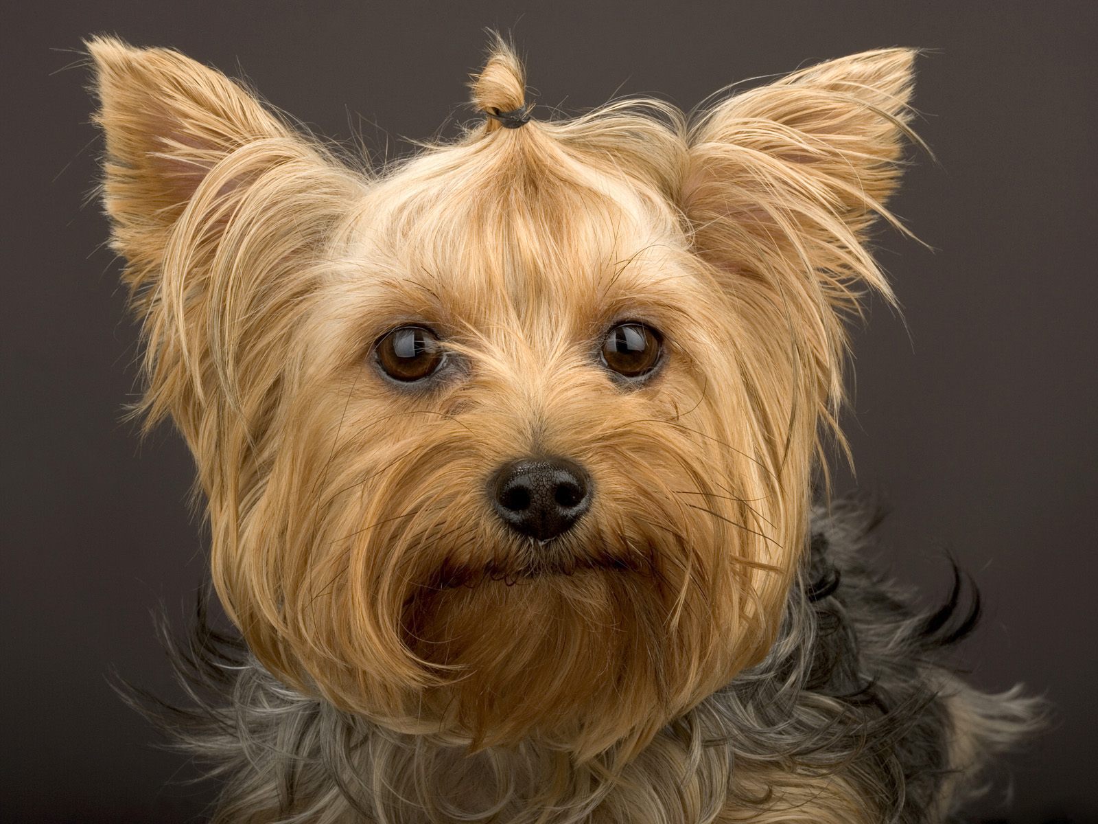 assurance chien Yorkshire Terrier