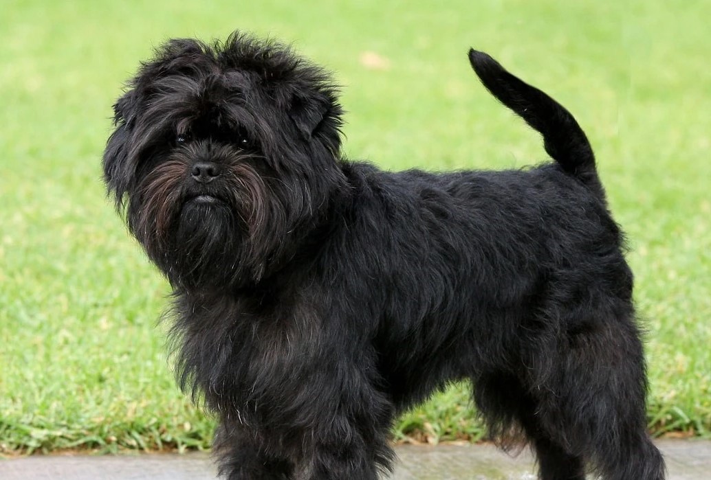 assurance chien Affenpinscher