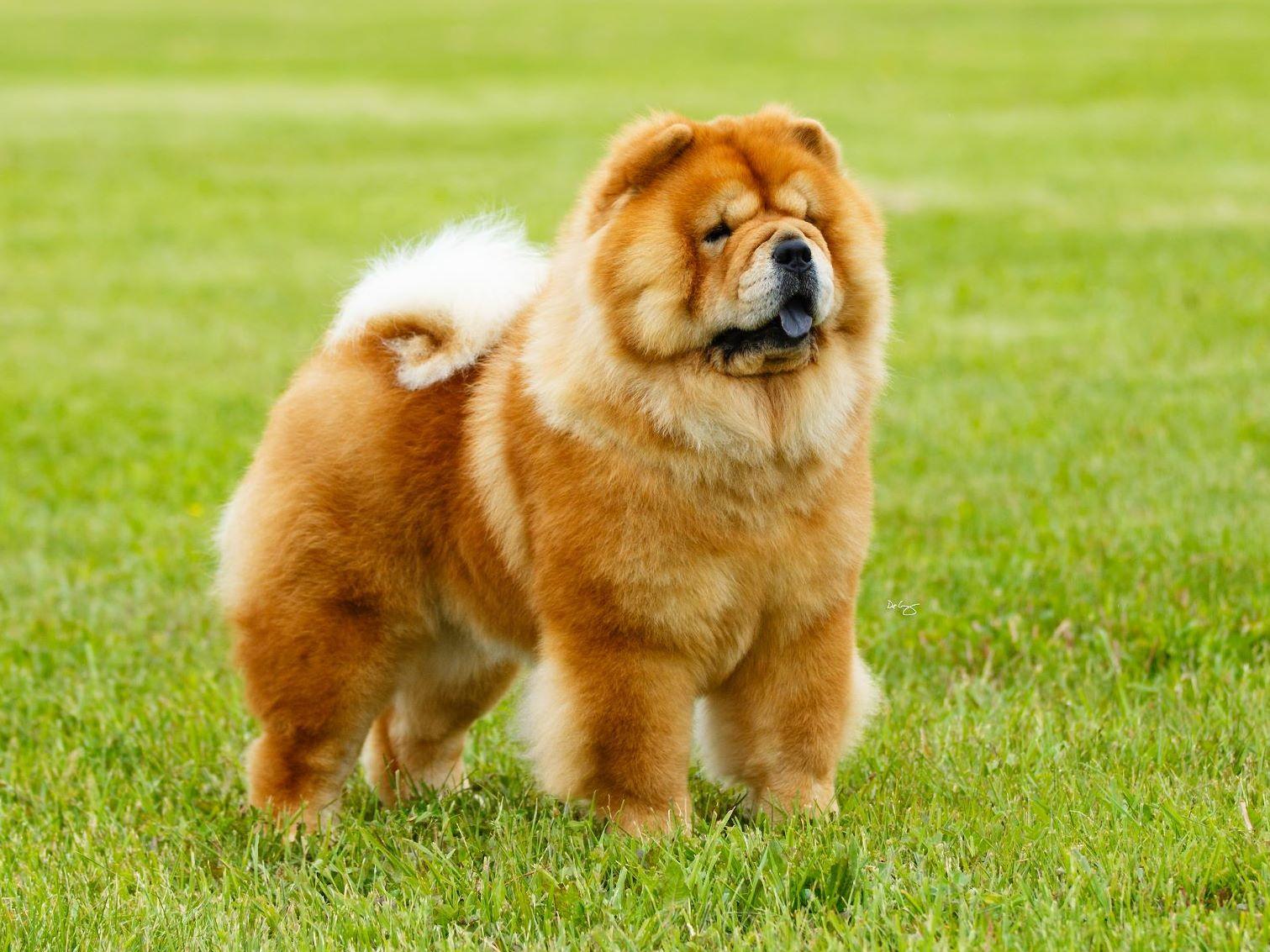 assurance chien Chow Chow