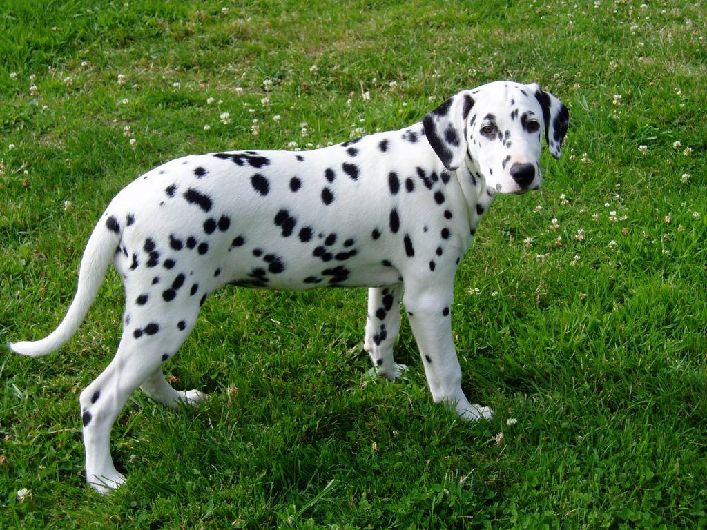 assurance chien dalmatien