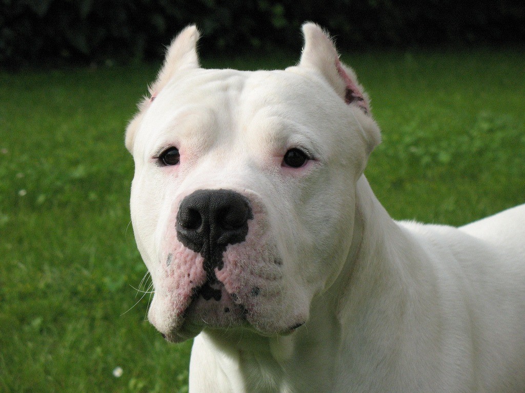 proDogo Argentino